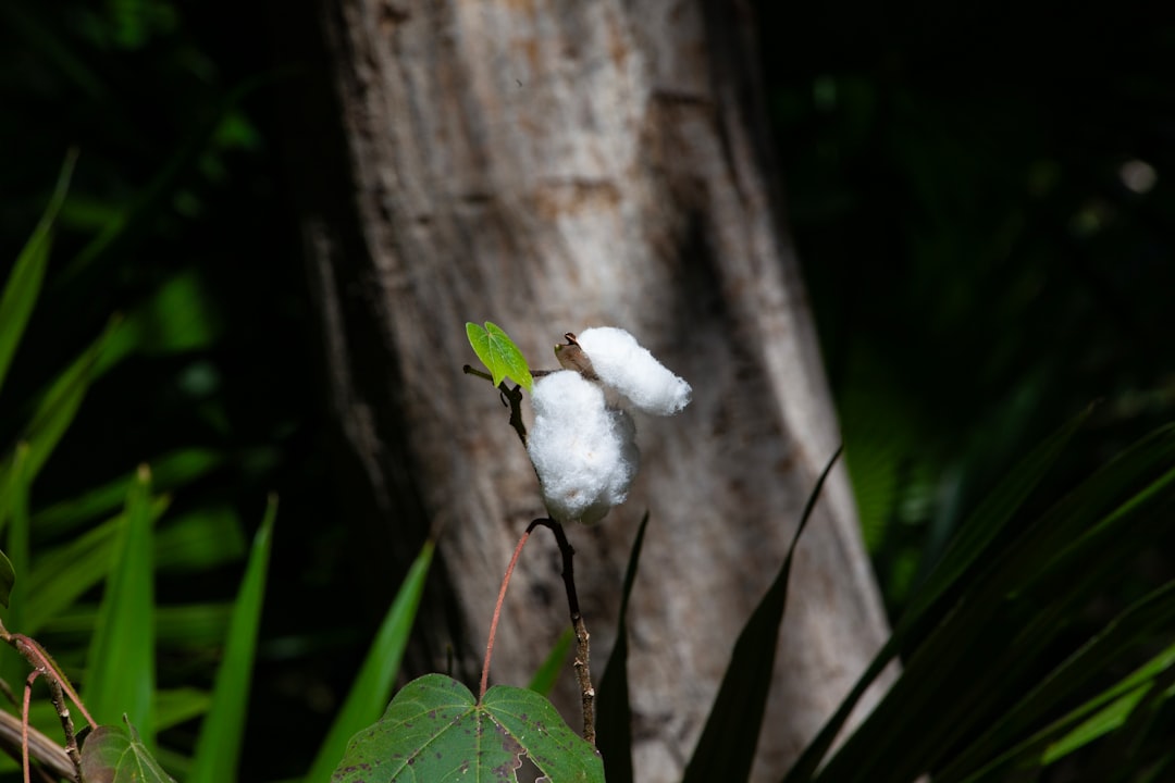 コットンキャンディフォーム